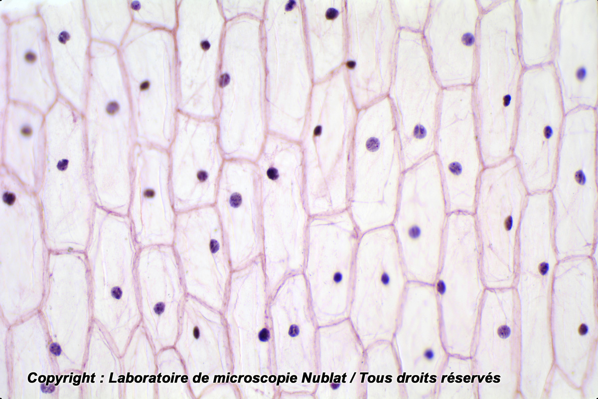 Cellules végétales, épiderme de squame dOignon, HE