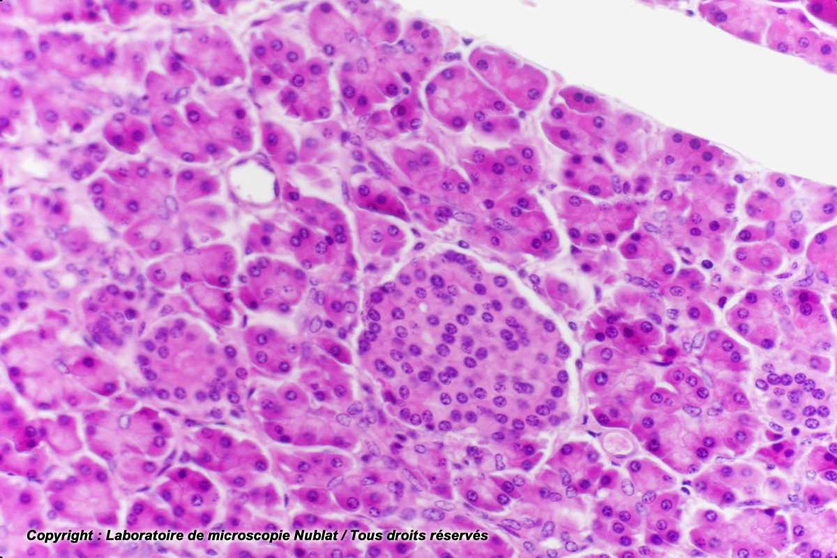 Pancréas, avec îlots de Langerhans, Cobaye, HE