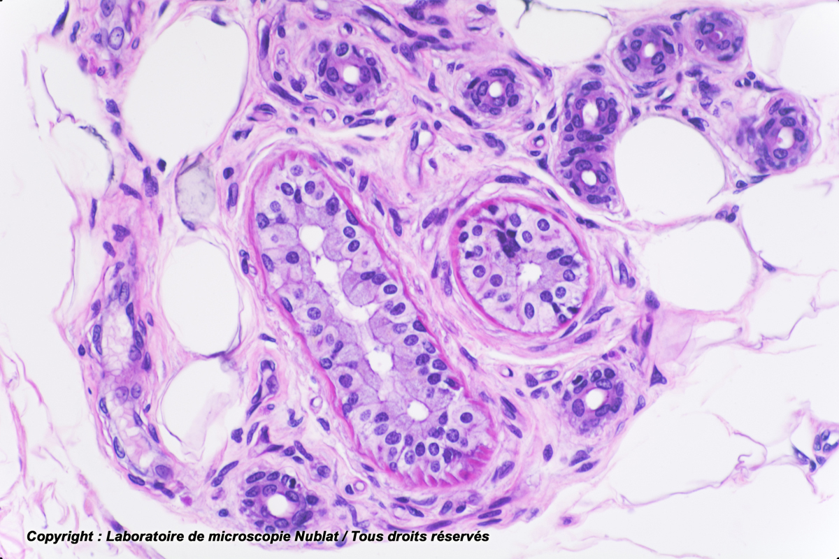 histologie des glandes sudoripares