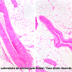 Lames microscopiques préparées, histologie humaine - Materiel pour  Laboratoire